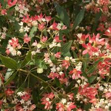 We did not find results for: Ceratopetalum Wild Fire Christmas Bush 2 5ltr Greenleaf Nurseries