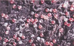 Image result for Bystiscus betulae grapevine