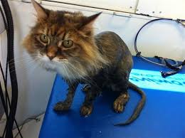 We did not find results for: Introducing A Cat To An Enjoyable Bathing Experience Awesome Doggies Mobile Pet Grooming