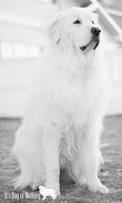 Black And White Great Pyrenees Really Good Black And White Pic With Images Great Pyrenees Great Pyrenees Dog Dogs