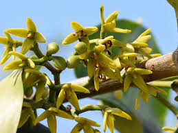 Image result for Rhizophora racemosa