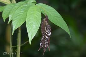 Image result for Ventilago