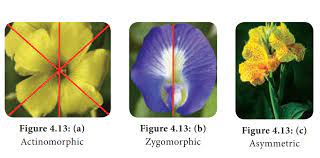 Based on the position of calyx, corolla, and androecium with. Flower Symmetry