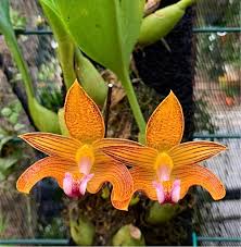 Image result for Bulbophyllum sp. nov