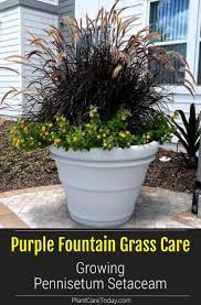 Purple Fountain Grass How To Care For Pennisetum Setaceam Fountain Grass Grass Care Grasses Landscaping