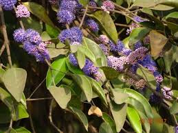 Image result for Memecylon