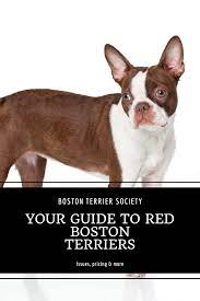 Your Guide To Red Boston Terriers Issues Price More Boston Terrier Society Red Boston Terriers Boston Terrier Boston Terrier Dog