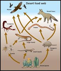 Http Science Jrank Org Kids Article Images Chains P36 Jpg Biomes Desert Biome Food Web