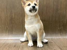 They are family raised with endless love from children, so they have grown to be so very friendly. Shiba Inu Dog Male Red 2476475 Petland Lancaster Ohio