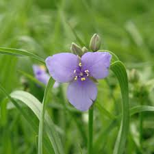 Image result for Tradescantia