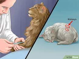 3 Ways To Treat A Cat With A Cold Wikihow