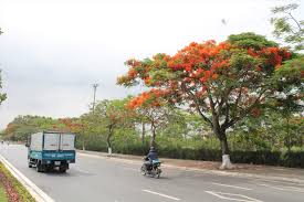 Dùng thuốc, hút thai chân không, nong gắp, nạo thai. NgÆ°á»i Dan Thanh Phá»' Hoa PhÆ°á»£ng Ä'á» Lo Ngáº¡i Phong Trao Cháº·t Háº¡ PhÆ°á»£ng VÄ© Tin Tá»©c Má»›i Nháº¥t 24h Ä'á»c Bao Lao Ä'á»™ng Online Laodong Vn