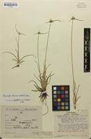 Image result for Lipocarpha