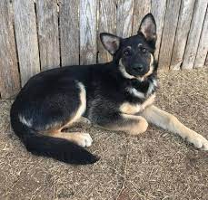 Check spelling or type a new query. German Shepherd Dog Dog For Adoption In Stephens City Va Adn 811480 On Puppyfinder Com Gender F Funny Dog Photos German Shepherd Dogs Female German Shepherd
