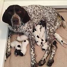 We did not find results for: 250 Best Gsp Dogs Ideas German Shorthaired Pointer Gsp Dogs Dogs
