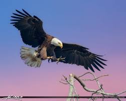 Birds That Look Like Eagles In Florida Florida Eagle Landing On A Branch Eagle Bird Photography Bald Eagle