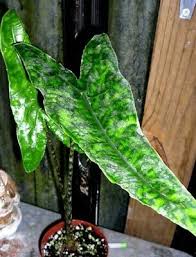 Maybe you would like to learn more about one of these? Alocasia Reticulata Zebrina Live Plant Rare 4 99 Picclick