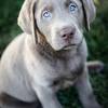 Labrador retriever puppy for sale near minnesota, princeton, usa. Https Encrypted Tbn0 Gstatic Com Images Q Tbn And9gcr0ap Glfn 3amqggkiczzyjys4osh9 Wqrg2xiqivxga Qiuo Usqp Cau