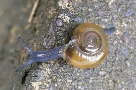 Gehäuseschnecken sind fest mit ihrem haus verwachsen. Schnecken Bildergalerie Nabu Niedersachsen