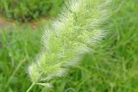 Image result for Polypogon