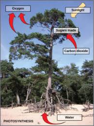 Where does respiration take place in animals. Respiration In Plants Respiration In Roots Leaves Videos And Examples