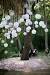 Hanging Balloons Png