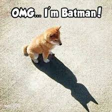 39 Pretty Hilarious Animal Pictures In 2020 Dog Jokes Funny Dog Memes Funny Animal Jokes