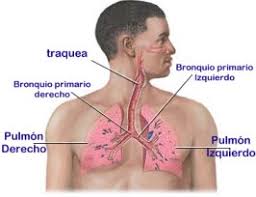 Resultado de imagen para ANATOMIA DE BRONQUITIS