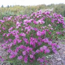Image result for Vernonia hochstetteri