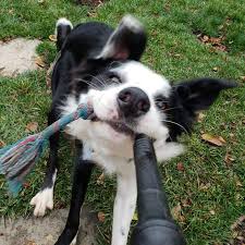 Vca bay area animal hospital. Vca Bay Area Animal Hospital Home Facebook