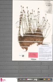 Image result for Pilea sublucens