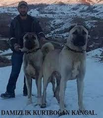 Kurtbogan Kangal Ile Ilgili Gorsel Sonucu Kopek Hayvanlar