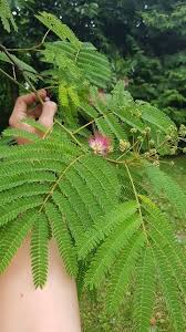 Image result for Albizia petersiana