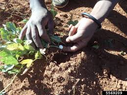 Image result for Vigna subterranea