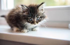 Check spelling or type a new query. 9 Choses A Ne Surtout Pas Faire A Votre Chat