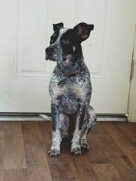 Dogs & puppies blue heeler boxer mix. 10 Dogs Ideas Dogs Heeler Heeler Mix