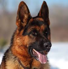 Maybe you would like to learn more about one of these? Missouri German Shepherd Rescue Home Facebook