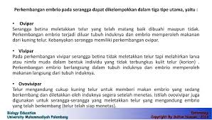 Tahapan pre embrionik, pada tahap ini sama seperti fase morula yaitu proses terjadinya pembelahan sel didalam rahim setelah terjadinya pembuaahan pada sel ovum atau sel telur. Sistem Reproduksi Serangga Ppt Download