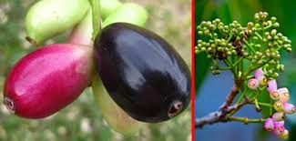 Contextual translation of jamun into english. Jamun Pakissan Com
