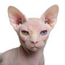 Welcome to beautiful bennett sphynx cattery. Sphynx Cat 1 Year Old In Front Of White Background Photographic Print Eric Isselee Art Com