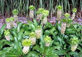 Image result for Eucomis
