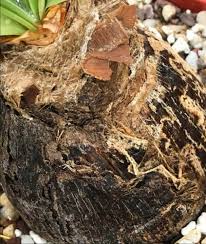 Image result for Ammocharis tinneana