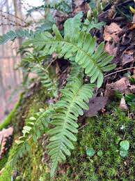 Image result for Polypodiaceae