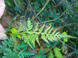 Image result for Asplenium adiantum-nigrum