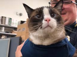 Credit/debit card online or by cash. Dallas Police Dept On Twitter Congratulations To Officer Whiskers The Property Room Unit Cat Officer Whiskers Was Adopted From The Dallas Animal Shelter There Are Other Pets At The Dallas Animal Shelter