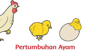Faktor Apa Saja Yang Mempengaruhi Pertumbuhan Ayam Kelas 3 Sd