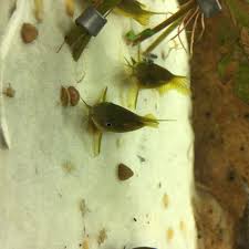 Buy catfish pellet fish food and get the best deals at the lowest prices on ebay! Yellow Laser Cory Live Fish And Tropical Pets