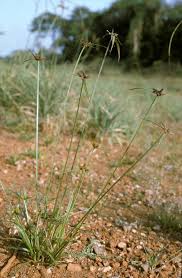 Image result for Lipocarpha kernii