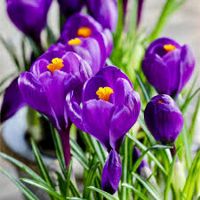 Crocus bulbs for sale