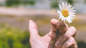 Le tabac est utilisé pour des joints se consumant moins vite et ses effets stimulants. Cannabis Les Joints Sans Tabac Recommandes Par Un Pneumologue Femme Actuelle Le Mag